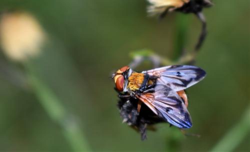 Ectophasia crassipennis